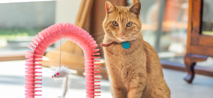 Campaña digital Arena para mascotas